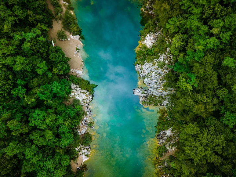 River surrounded by forrest